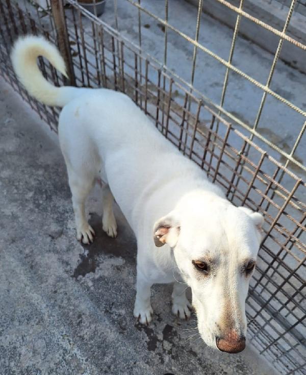 Minerva giovane cagnoletta sui 23 kg in cerca di casa Foto 2